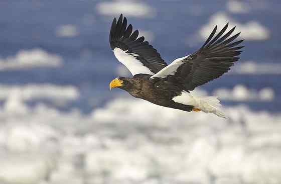 西伯利亚沿海的虎头海雕 Haliaeetus pelagicus