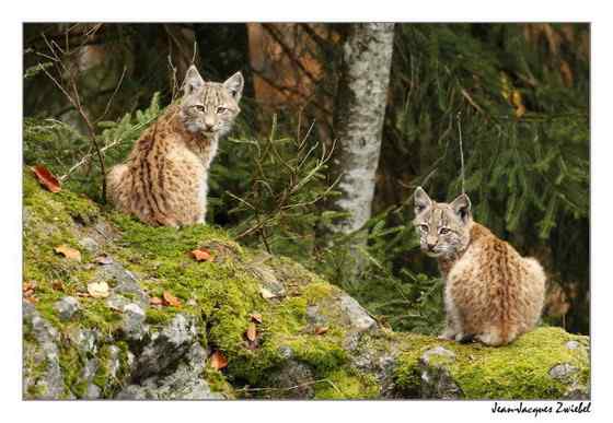 猫科动物  猞猁、羊猞猁、马猞猁