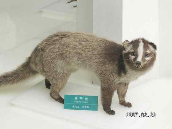 非典肆虐  果子狸