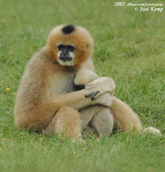 高度濒危的白颊长臂猿 Hylobates leucogenys