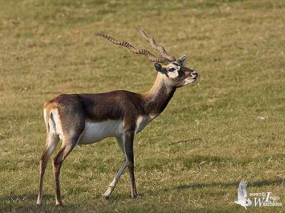 漂亮的羚羊  印度羚