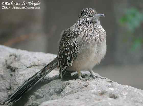 捉蛇抓蛇吃蛇的鸟  走鹃