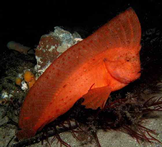 漂亮的罕见的“印第安鱼”  丑鲉