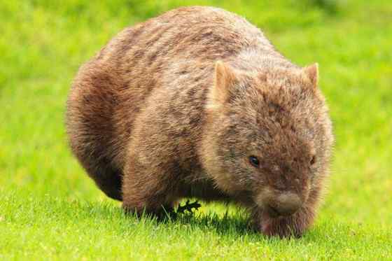 澳洲考拉  袋熊