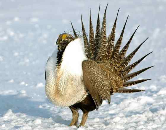 艾草榛鸡 北美洲体型最大的松鸡 发情时极度活跃