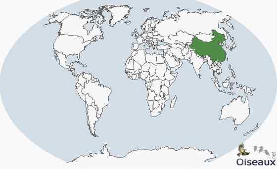 中国特有的鸟类——白马鸡、雪雉、藏马鸡