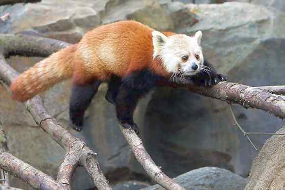 小熊猫又被叫做火狐(Fire fox)