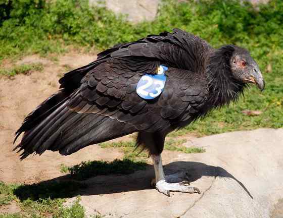 加利福尼亚神鹰 美国巨型猛禽 最少时只有8只