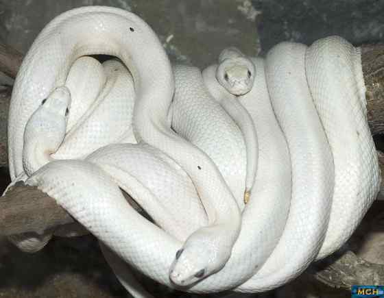 球蟒 受惊时会卷成球状的蟒蛇