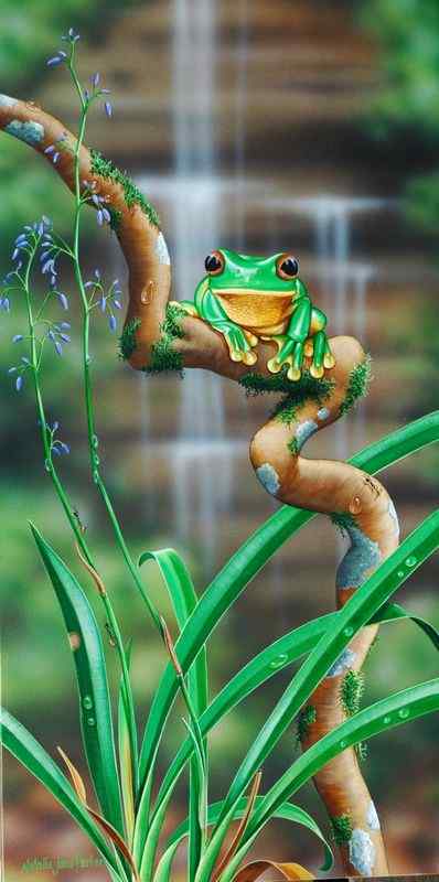 最漂亮的蛙类  红眼树蛙