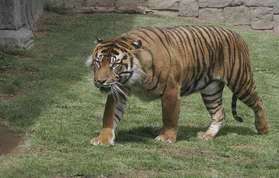 无情未必真豪杰， 怜子如何不丈夫？  苏门答腊虎