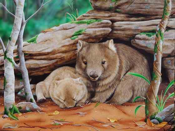 澳洲考拉  袋熊