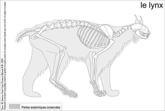 猫科动物  猞猁、羊猞猁、马猞猁
