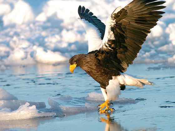 西伯利亚沿海的虎头海雕 Haliaeetus pelagicus