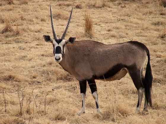 博茨瓦纳沙漠中的羚羊  南非长角羚
