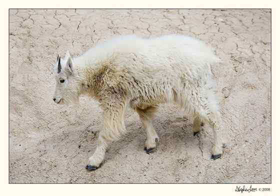 北美洲独有的本土羊类——石山羊 Oreamnos americanus