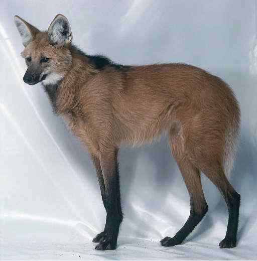 既像狐狸又像狼的奇特动物  鬃狼