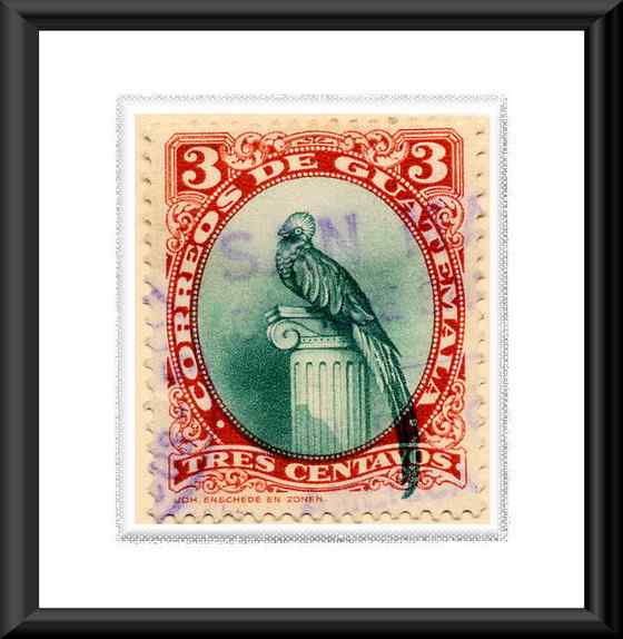 南美洲最美丽的鸟  凤尾绿咬鹃