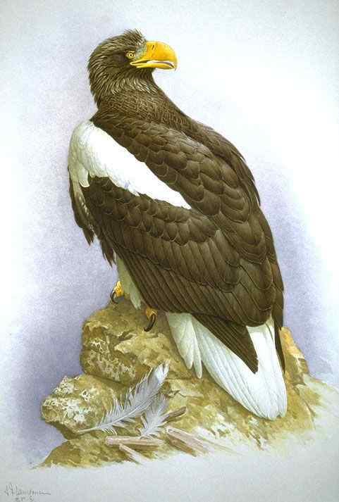 西伯利亚沿海的虎头海雕 Haliaeetus pelagicus