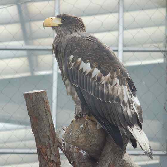 西伯利亚沿海的虎头海雕 Haliaeetus pelagicus