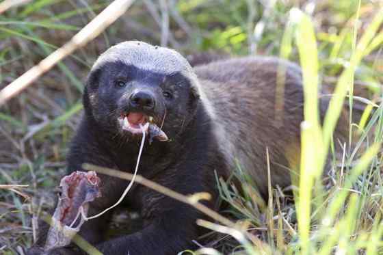 吃蜂蜜不要命的蜜獾