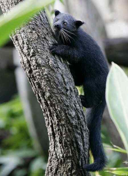 熊狸 Arctictis binturong 熊灵猫、貉獾 熊狸 Arctictis binturong 熊灵猫、貉獾