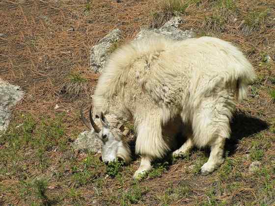 北美洲独有的本土羊类——石山羊 Oreamnos americanus