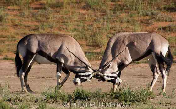 博茨瓦纳沙漠中的羚羊  南非长角羚