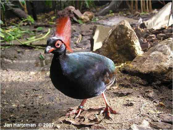 漂亮的鸡——冕鹧鸪 头上一撮鲜红的毛