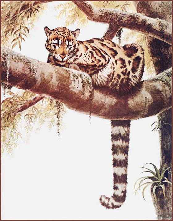 云豹最痴情 Neofelis nebulosa 云豹最痴情 Neofelis nebulosa