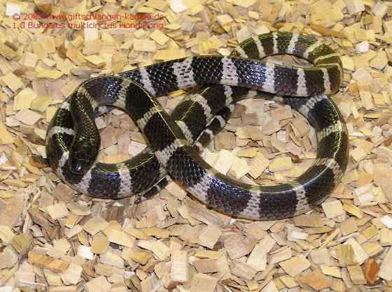 柳宗元的《捕蛇者说》的永州异蛇——银环蛇