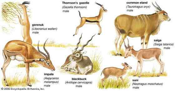 漂亮的羚羊  印度羚