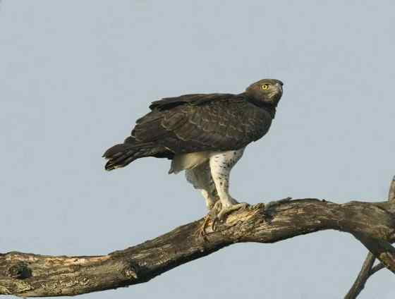 主宰非洲天空的猛禽  赞比亚的猛雕、军雕、战雕