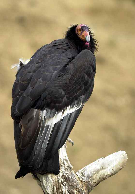 加利福尼亚神鹰 美国巨型猛禽 最少时只有8只