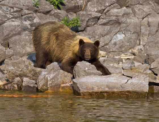 美洲数量最多、分布最为广泛的熊类  美洲黑熊