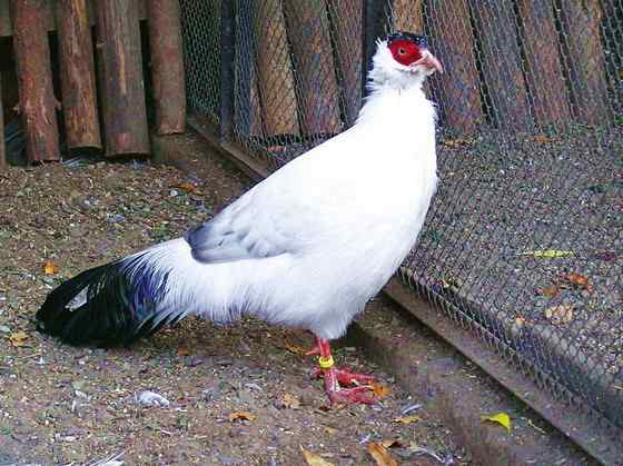 中国特有的鸟类——白马鸡、雪雉、藏马鸡