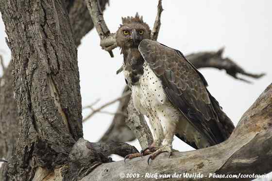 主宰非洲天空的猛禽  赞比亚的猛雕、军雕、战雕