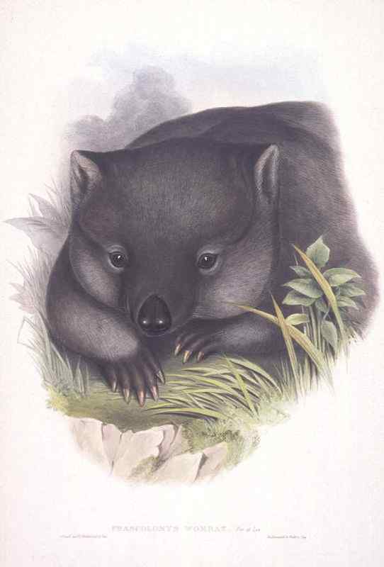 澳洲考拉  袋熊