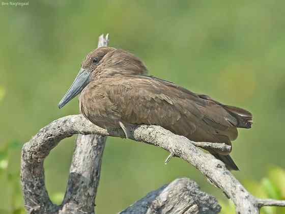 预报气象的怪鸟  锤头鹳 闪电鸟
