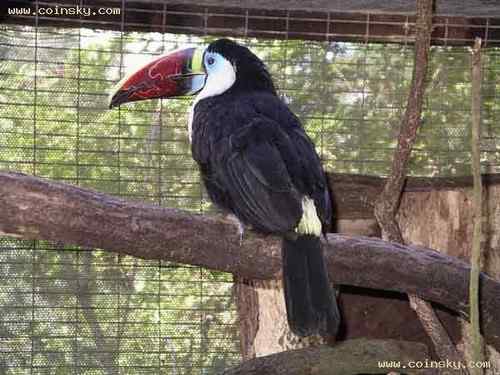 白喉巨嘴鸟 White throated Toucan