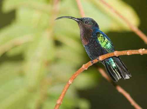 荷属安的列斯盾——紫喉蜂鸟