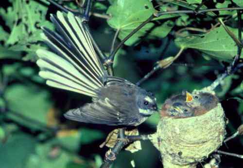 新西兰——灰扇尾鹟（wēng）