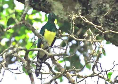 圣多美和普林西比多布拉——（非洲）绿背布谷鸟