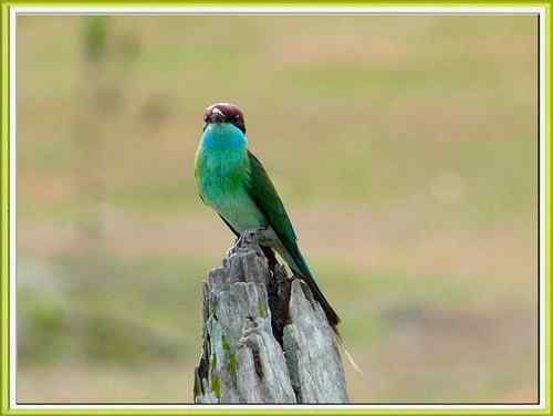 新加坡蓝喉蜂虎