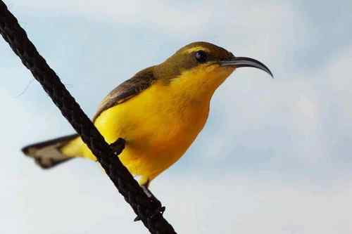 新加坡黄腹太阳鸟