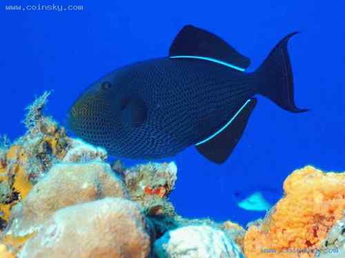 塞舌尔白燕鸥  Fairy Terns 