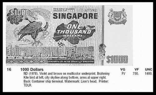 新加坡栗鸢（yuān）