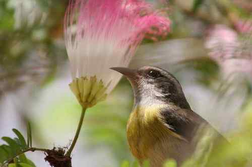荷属安的列斯盾——蕉森莺 荷属安的列斯盾——蕉森莺