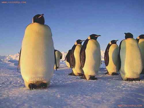 南极洲代用券——帝企鹅