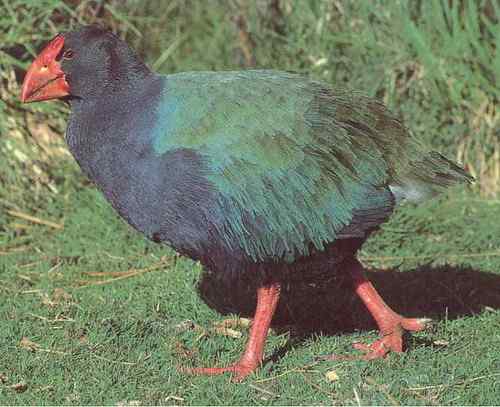 新西兰100元纸币——南秧鸡